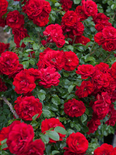 Rosenschnitt von Gajdar Gartenpflege Rosenschnitt von Gajdar Gartenpflege